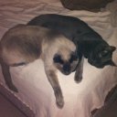 Stacy Fowler (@1976Cats) Twitter