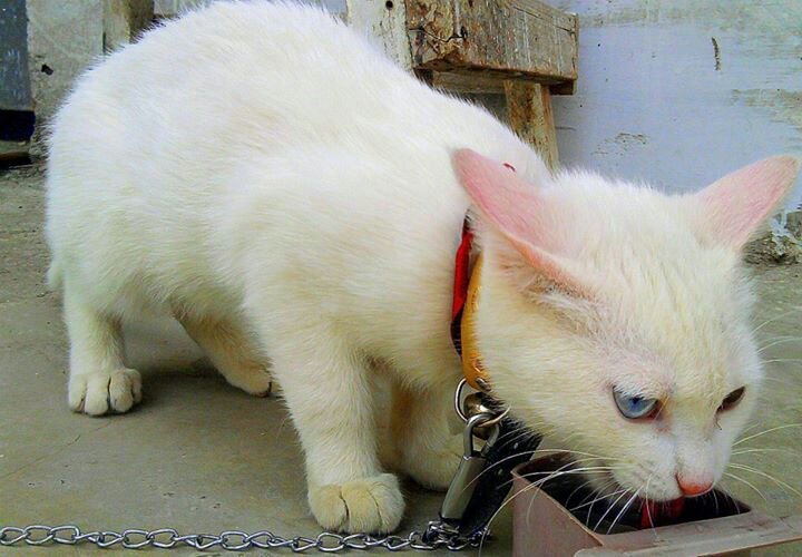 iqranaseem's profile picture. Majoring in Biochemistry. Maniac | Enthusiast | Philanthropist in nature.