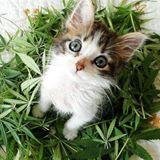 Angel59Skate's profile picture. 