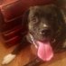 Murphy Dog (@thebigmurphydog) Twitter profile photo