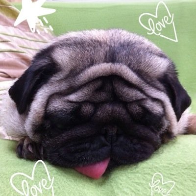 hotpugs3's profile picture. Family of 4 pugs mum dad and 2 daughters we love adventures