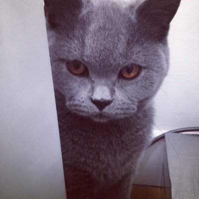 FrancisBritish's profile picture. Francis Baccini Freeman cutest British Shorthair