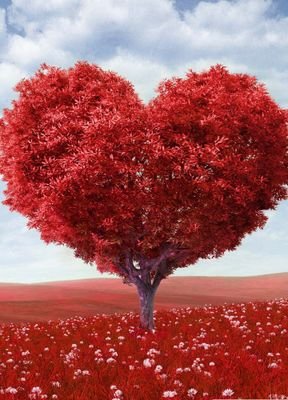 MNooheemi's profile picture. 