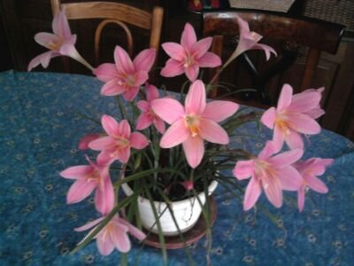 AndreaManninger's profile picture. 