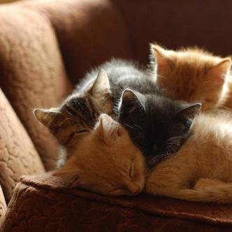 Pale orange tabby: Stormless shekit, single. Black cat: Mystery shekit, single. Brown tabby: Denial shekit single. Dark orange tabby: Misspoken tom-kit single.