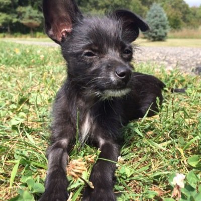 Hi. Im a dog. And I'm cute af ... #BO$$