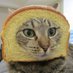 Breaded Cats (@breaded_cats) Twitter profile photo