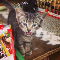 Bodega Cats