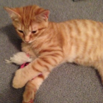 klcountry's profile picture. 