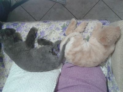 max_adami's profile picture. amo le 
🍒🍒🍒🍒🍒🍒🍒🍒
🍑🍑🍑🍑🍑🍑🍑🍑