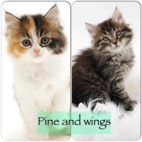 pine and wings (@never_lookdown) 's Twitter Profile