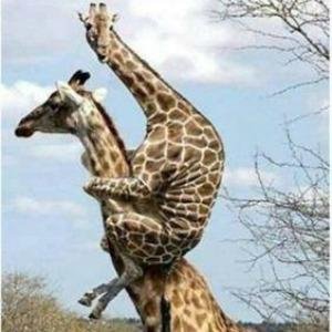 動物の本音を知りたい人はRTをお願いします。