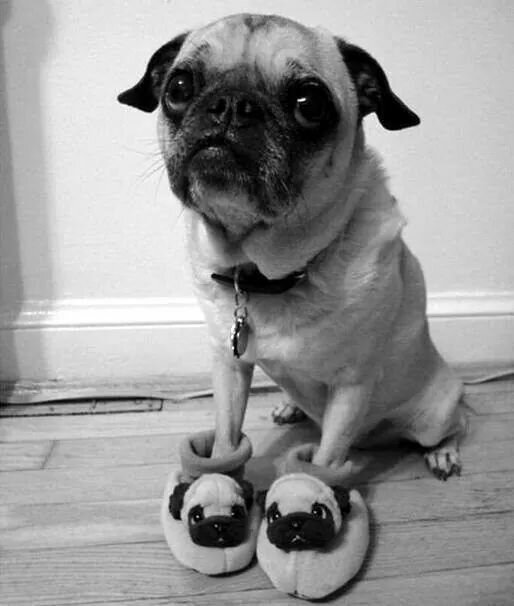 SobrePoeta's profile picture. Soy una cubo de hielo enamorada de el fuego.