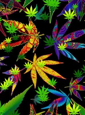 rollin_upjs's profile picture. 