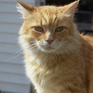 Rouge living on the border of the clans, nothing special...

Pale ginger tabby/she-cat