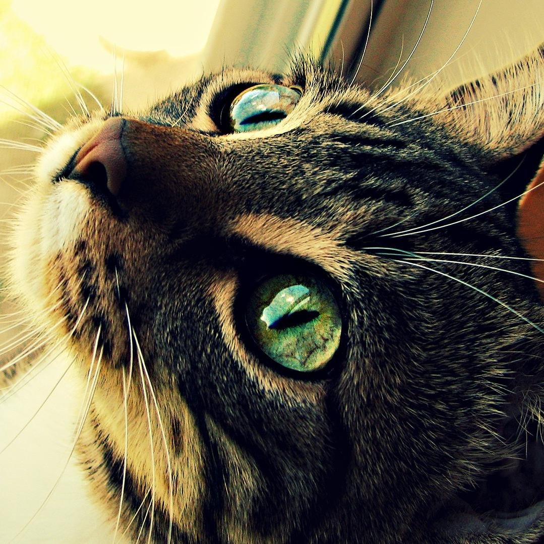 Shecat, sinlge. I'm Unneeded but wanted. I live in the meadows near the pine forest. Something about me brings cats to me. I normally stay alone.