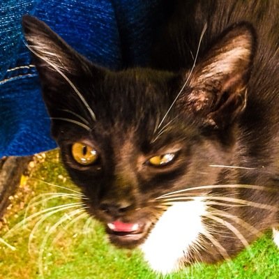 kaveman666's profile picture. Agnostic conservative (mostly) metalhead crazy cat guy. #FIPsucks #EndFIP