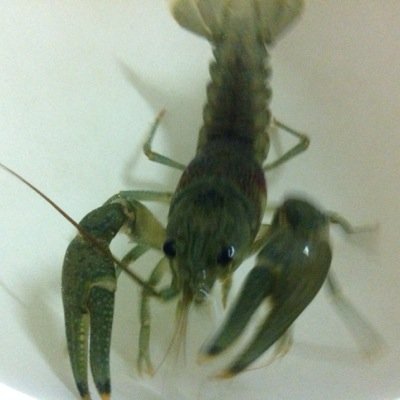 Hello, my name is Loberto the Crayfish. And this is the story of my bæ. Enjoy.