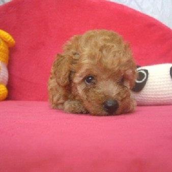 RepeatSDhjpnzmc's profile picture. 可愛いトイプードルのあるあるについて呟きます。画像もアップする予定。★自動で１万フォロワーと毎月１万円の副収入がゲットできるツイッターツールを無料プレゼントしてますので、以下のリンクからぜひ手に入れてください。★↓↓