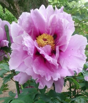 0035Kanze's profile picture. 趣味=写真、旅行、古代史。関西人。