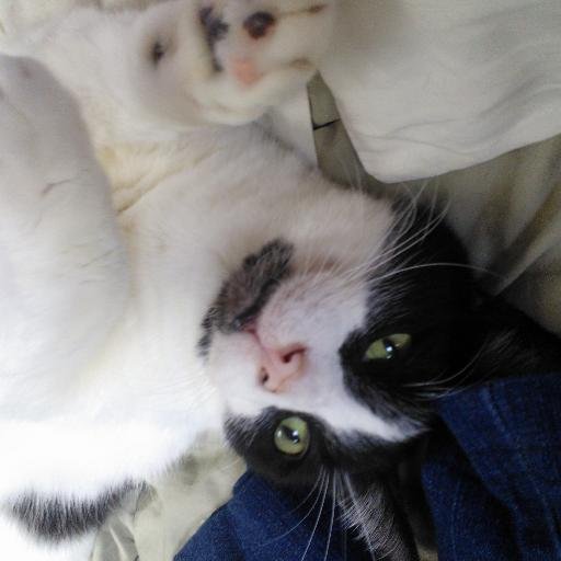 CuFeministNt's profile picture. The only difference between passion and aggression is where you stand on the issues. Give fascists a platform, and leave them hanging.
Pronouns: she/her