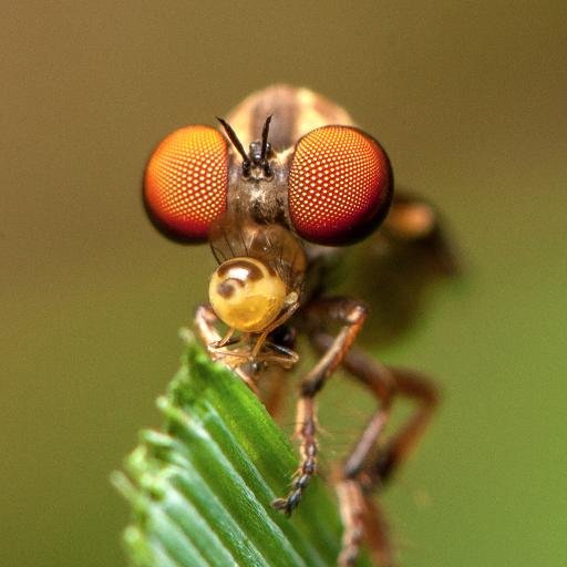 Entomologist passionate about flies, beetles, spiders, mites... Also macro photography. Director & diagnostician @NCSU_PDIC @NCState Opinions are my own. He/him