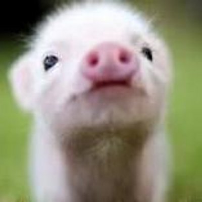 カワイイ 動物画像 Anmlbaby Twitter カワイイ 動物画像 Anmlbaby Twitter