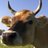 GehoorndeDames's profile image