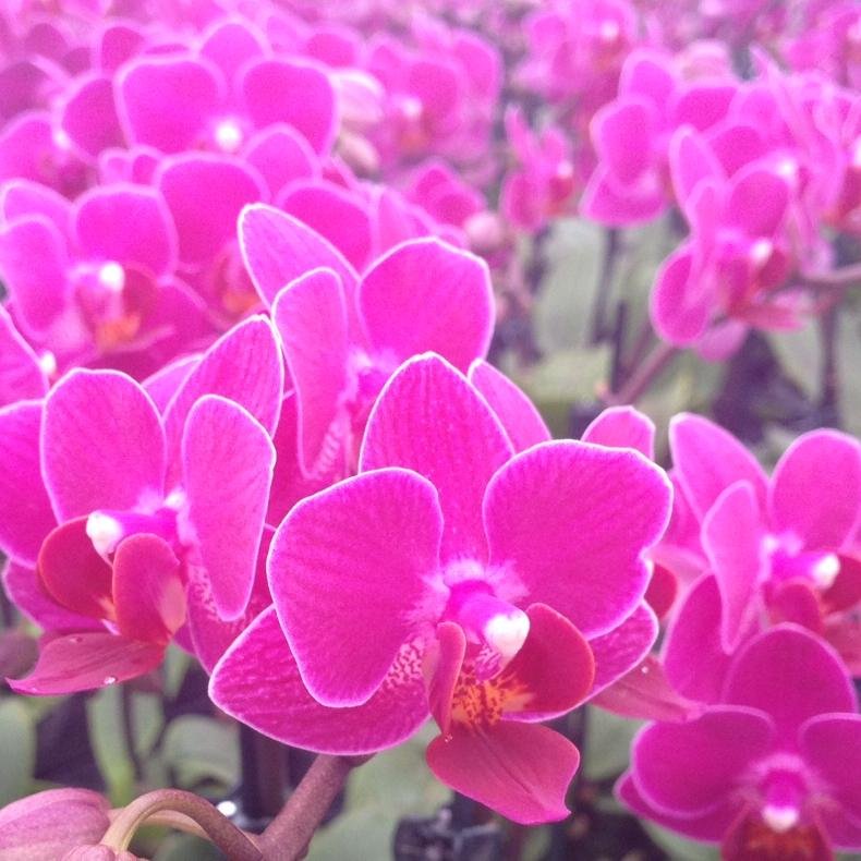 Grower and trader of mini orchids, with ceramics or arrangments