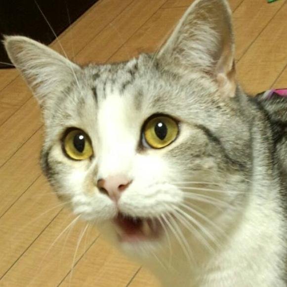 （Japanese only） 相互フォローを進めています。がんがんフォローしてください。#相互フォロー  #拡散　