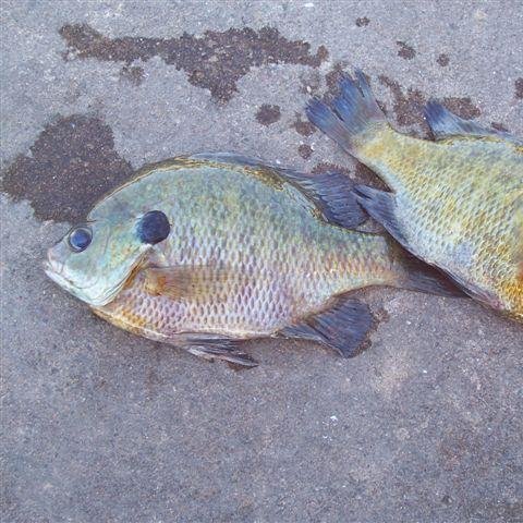 Finally cheap advertising for the fishing industry! We own a fishing blog that gets huge traffic and we want you to be part of it. Follow us to get started.
