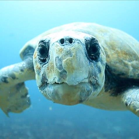 AQUA PLANET is the premier dive centre in KZN, South Africa. We offer diving courses, charters, tours and packages and also have a well-stocked dive shop.