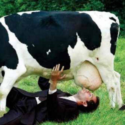 Cow is life and @uncannydannyboy sucks at life