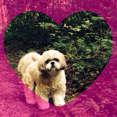 犬とあいどるとだんすとかわいいのと唐揚げと多田愛佳ちゃん
