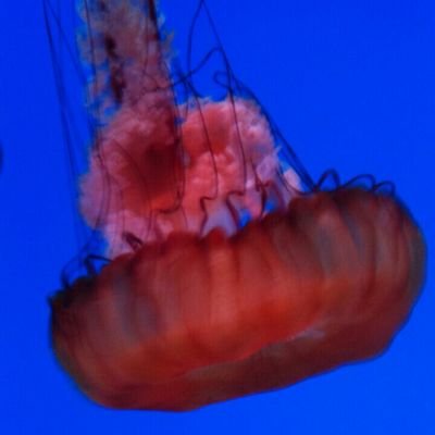 SilvaSue2's profile picture. 