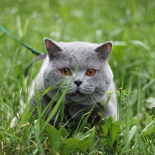 catterykotone's profile picture. 