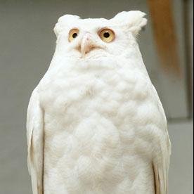 marciotimbeta3's profile picture. 