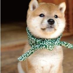 hawkwind310's profile picture. 閲覧用にtwitter始めました。が、ときどきつぶやくかもです。