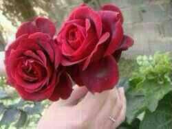 heartyuo10's profile picture. 