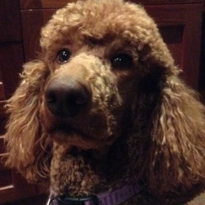 IlonaVincze's profile picture. EALD Teacher