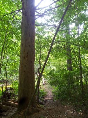 Friends of the Four Mile Creek is a group focused on restoring the navigable waterway and protection of the creek for the future.