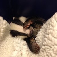 Pauline Kidner (@pkkidner) 's Twitter Profile Photo