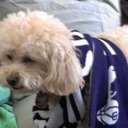 Michael Caley parody - @MC_of__Lame - Twitter