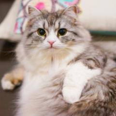にゃんこの媚びないけど甘えてくる天才的な可愛さにめろめろです。共感できればRTお願いします。自動で1万フォロワーと毎月1万円の副収入が手に入るツイッターツールの無料プレゼントもどうぞ　↓　ぜひGetしてね