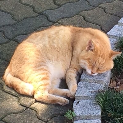 富士高/お茶人生生社4年/tfc/11月末までに卒論終えたい