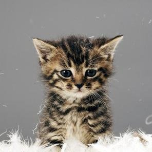 AnimalisSquare's profile picture. Animalis Square est un site internet dédié aux animaux de compagnie (Chiens, Chats, Lapins etc.). Petites annonces, forum de discussion, annuaire en ligne...