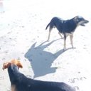 Stephanie Pedrick - @OakParkCF - Twitter