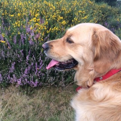 I'm a Guide Dogs Buddy Dog for Isabel. I like food and hate big lorries.
I have a lot of fur.