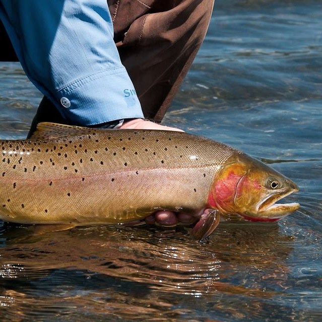 We're the premier fly fishing shop in the West. We feature a world class guide service, unique flies and materials, and the most knowledgeable staff around.