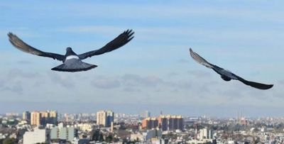 ConvivenciaObli's profile picture. 